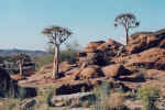 Kcherbume (kokerboom) im Augrabies-Nationalpark.