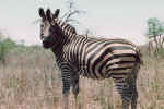 Steppenzebra (bontkwagga) im Buschveld des Krger-Nationalparks.