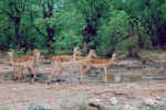 Schwarzfersenantilopen (rooibok) im Krüger-Nationalpark.