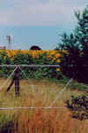 Weite Sonnenblumenfelder prgen das Landschaftsbild.